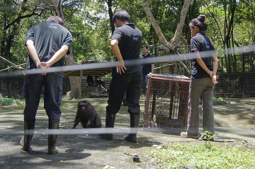 Acres wildlife rescue officers attending monkey guard training at a sanctuary in Laos last year. The group says "directing" monkeys away from residential areas is a better method than culling them. Monkeys being guided away from residential areas dur