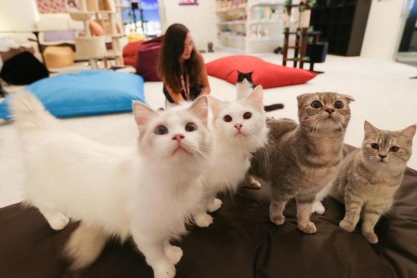 Cuddles Cat Cafe, the largest cat cafe yet to open in Singapore. -- ST PHOTO:&nbsp;ONG WEE JIN