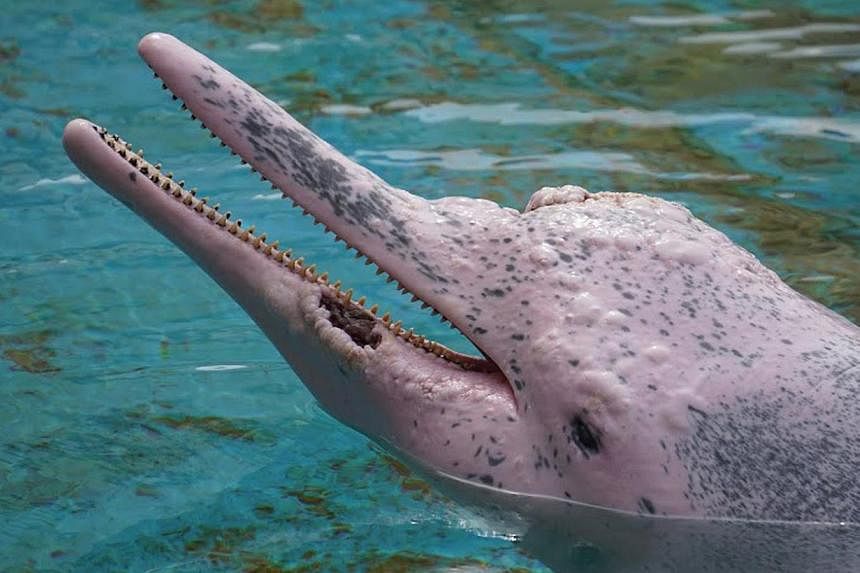 One of the pink dolphins at Underwater World Singapore, diagnosed with a non-contagious form of skin cancer. -- PHOTO: WILDLIFE WATCHERS AND SEA SHEPHARD CONSERVATION SOCIETY