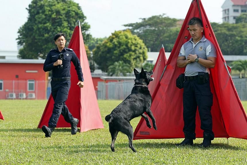 Corporal Spencer Lim (left) guiding mixed cocker spaniel Murphy through drug detection training in a simulated airport luggage handling area. Sergeant Seah Zhen Yao (right) arriving at the scene after belgian shepherd Diezel locates a "target" during