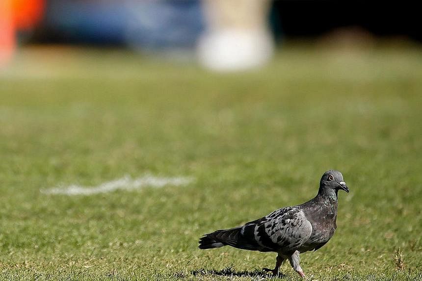 Animal rights group PETA on Monday praised Taiwanese police for raiding a club which organised gambling on pigeon races, claiming that such races kill 1.5 million birds a year on the island. -- PHOTO: AFP