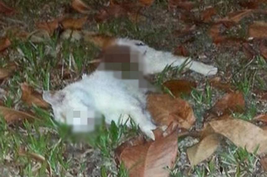 Pictures of a white cat that had been chopped in half have been circulating on the Internet. -- PHOTO: STOMP