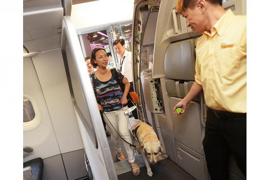 Visually impaired counsellor Cassandra Chiu and her guide dog Esme on a Tigerair flight to Phuket. -- ST PHOTO: JAMIE KOH