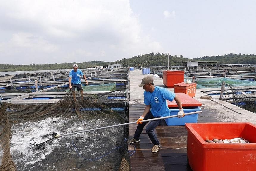 Workers scooping up pompano at the 1.5-hectare Rong-Yao Fisheries on 30 Oct 2014.&nbsp;Four local fish farms have received the first-ever Good Aquaculture Practice for Fish Farming certification by the Agri-Food and Veterinary Authority (AVA). -- ST 