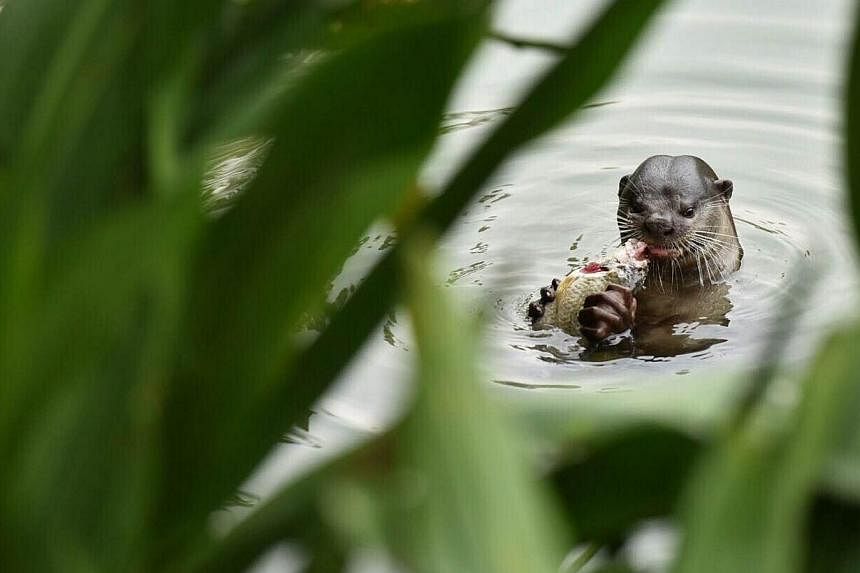 An otter was spotted at Swan Lake in the Botanic Gardens on Oct 30, 2014. -- ST PHOTO:&nbsp;LIM YAOHUI FOR THE STRAITS TIMES