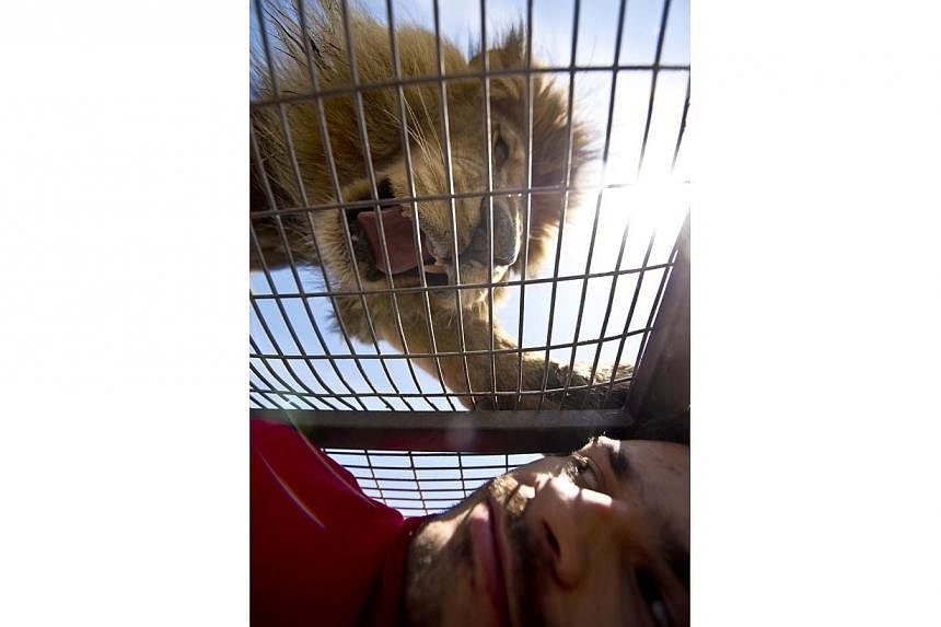 A tourist watches a lion at close quarters at the Safari Lion Zoo in Rancagua, Chile, on Oct 30, 2014. -- PHOTO: AFP