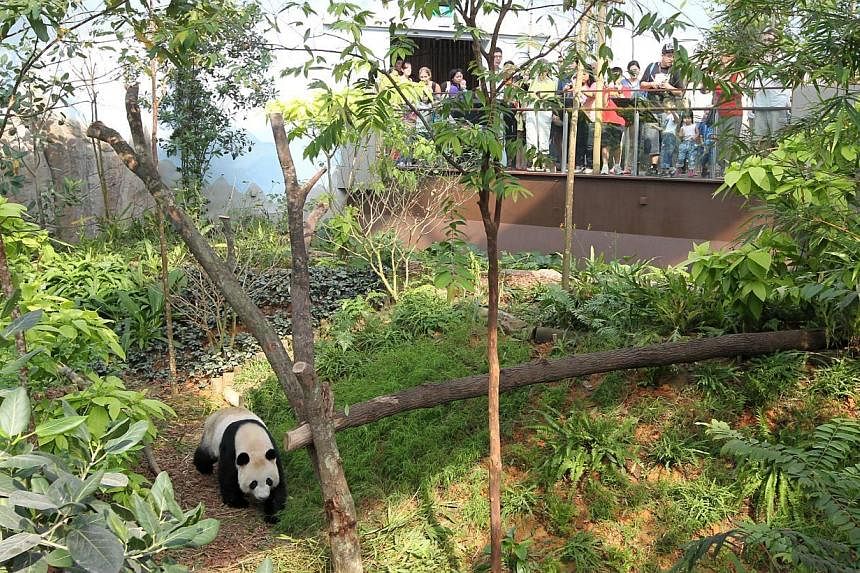 Visitors watching panda Jia Jia during their 15 minutes in the Giant Panda Forest enclosure at the Singapore Zoo on Nov 29, 2012, the first day the enclosure was opened to the public. -- PHOTO: ST FILE