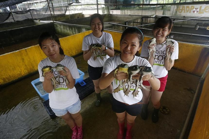 Ms Chelsea Wan (second from right) became a frog farmer to help her dad and to educate the public on the industry. But she is not sure of her career choice now with the impending move. With her are workers (clockwise from left) Mel Han, 24, Charlane 