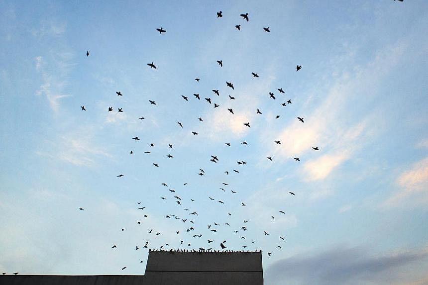 Starlings seen flying off from a roof in Singapore. Europe has an estimated 421 million fewer birds than three decades according to a new study. -- PHOTO: ST FILE
