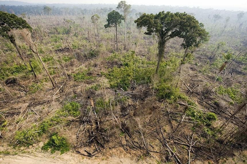 An aerial view of a burnt out sector of the Jamanxim National Forest at an illegal settlement, in the Amazon state of Para, nothern Brazil on Nov 29, 2009. -- PHOTO: AFP