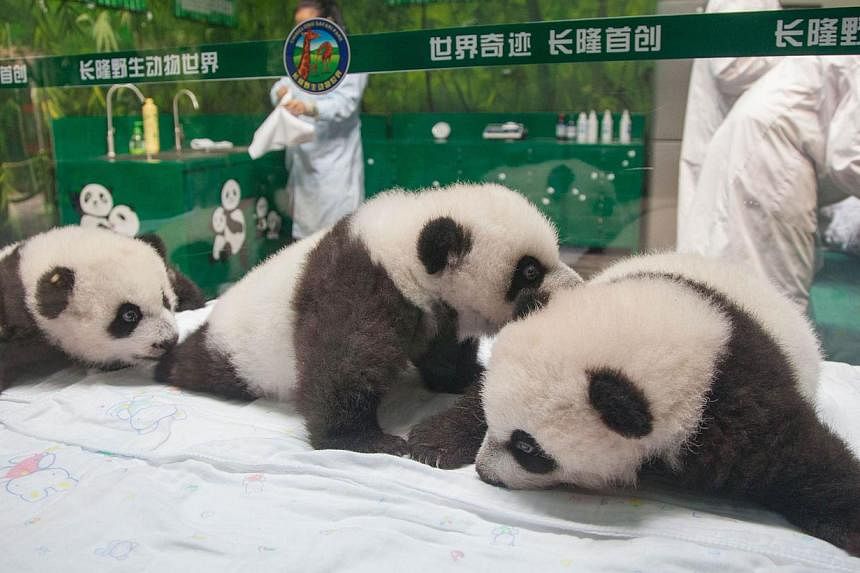 A handout photo taken and released on Nov 5, 2014, by Chimelong Safari Park shows a set of panda triplets, known as the world's only surviving trio, meeting the public as they reach 100 days old in Chimelong Safari Park in Guangzhou, south China's Gu