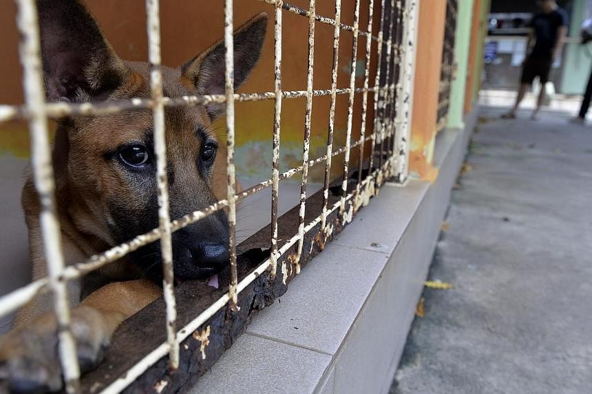 A dog in an enclosure at the Society for the Prevention of Cruelty to Animals (SPCA). -- PHOTO: ST FILE