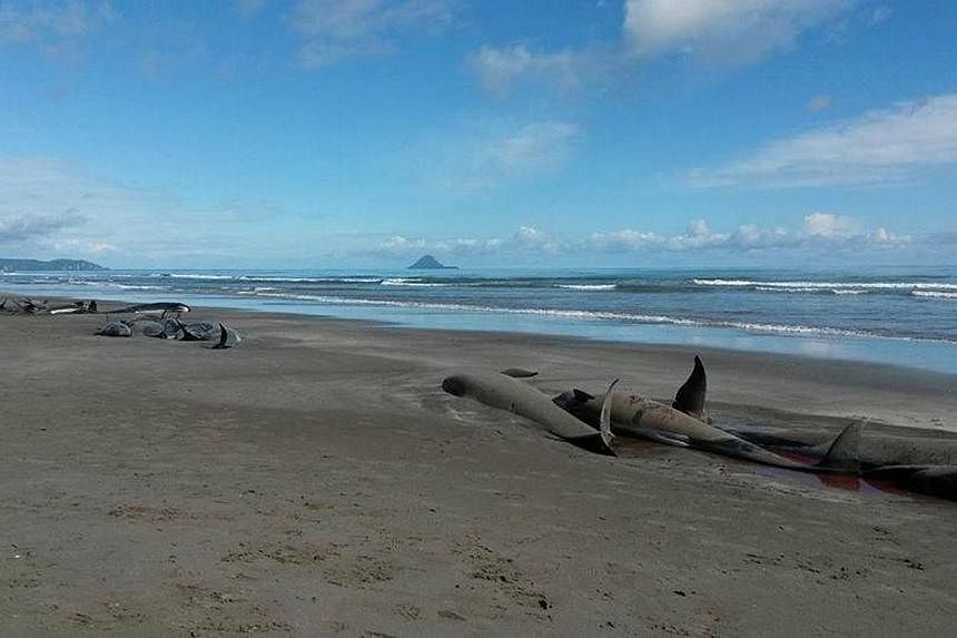 Some of the stranded whales. -- PHOTO: FACEBOOK / PROJECT JONAH NEW ZEALAND