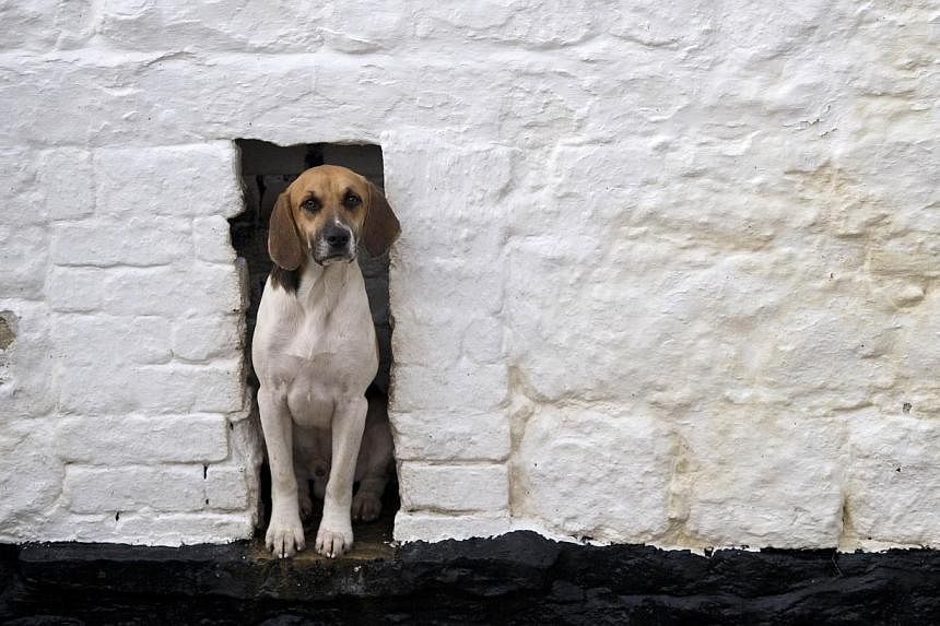 Dog lovers in Iran could face up to 74 lashes under plans by hardline lawmakers that would ban keeping the pets at home or walking them in public. -- PHOTO: AFP