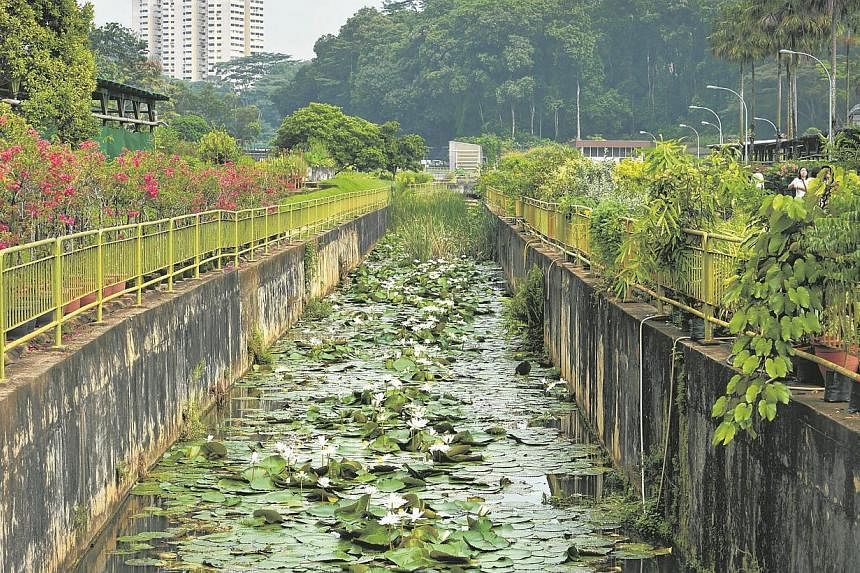 Water lilies being grown in a canal at the Pasir Panjang Nursery.&nbsp;-- ST PHOTO: KUA CHEE SIONG