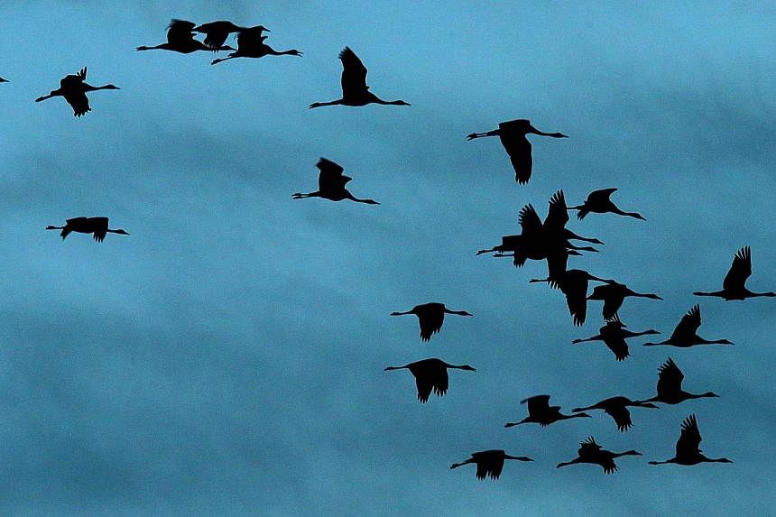 Cranes fly at dawn on Nov 7, 2014 over the Der artificial lake in eastern France, where thousands of migratory birds stopover while heading back to Spain. -- PHOTO: AFP