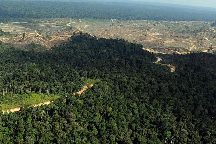 An aerial view taken on Aug 5, 2010, shows logged areas in the forest close to the Bukit Tigapuluh wildlife reserve in Sumatra islandm Indonesia.&nbsp;Australia Tuesday pledged A$6 million (S$6.69 million) to the fight against illegal logging as top 