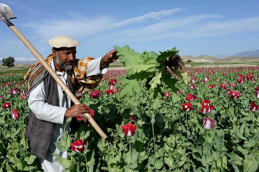 An Afghan farmer works in a poppy field on the outskirts of Jalalabad, capital of Nangarhar province on Apr 12, 2014. Opium poppy cultivation in Afghanistan reached a record high in 2014, a United Nations report revealed on Wednesday, highlighting th