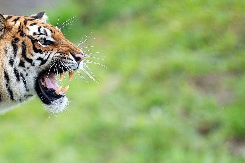 Police and firefighters were desperately hunting for a tiger on the loose near Paris Thursday after a local resident took a photo of the fearsome animal and sounded the alert, authorities said. -- PHOTO: AFP
