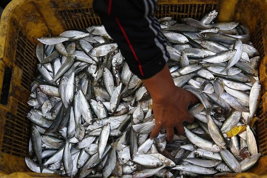 A woman sorts through fresh fish on the dock after it was unloaded from a boat in Muara Angke port in north Jakarta on Nov 13, 2014.&nbsp;Technology giant Google has taken the battle against illegal fishing online, with the company unveiling a tool i