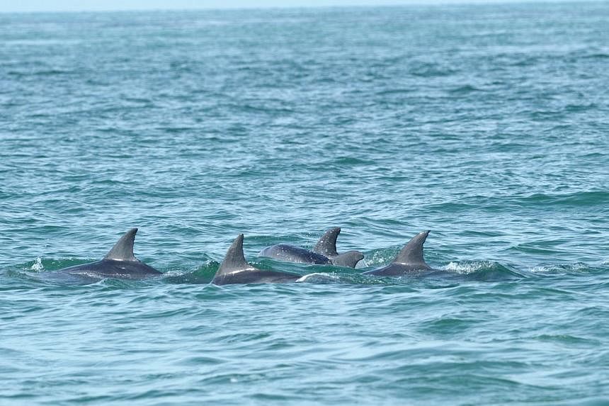 Dolphins are regularly spotted in the north-facing bay between St John's and Lazarus islands. Last week, a pod of five pink dolphins was spotted in the area by scientists.