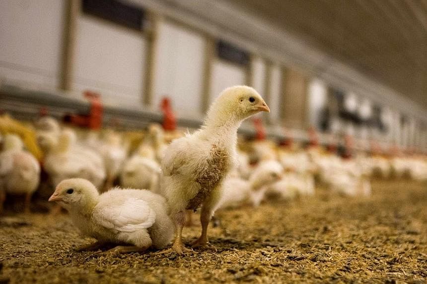 Dutch authorities on Sunday banned the transport of poultry throughout the Netherlands after finding a strain of bird flu that can jump the species barrier to humans at a farm in the middle of the country. -- PHOTO: REUTERS
