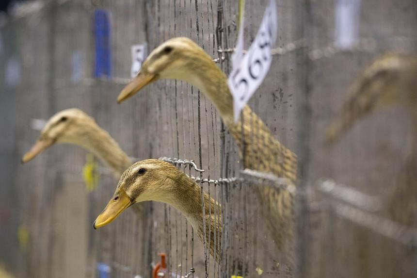 A case of bird flu has been found on a duck-breeding farm in northern England, the government said on Monday, though the case was not the deadly H5N1 strain, officials told the BBC. -- PHOTO: AFP