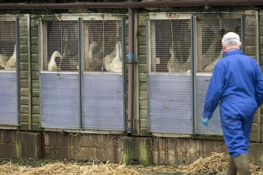 A man wearing a face mask walks through a duck breeding farm where a case of bird flu has been identified in Nafferton, in Yorkshire, north east England, on Nov 17, 2014.&nbsp;-- PHOTO: AFP