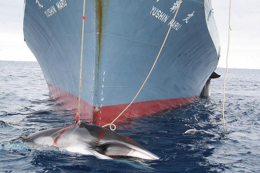 A file undated handout photo released on Feb 7, 2008, shows a whale (front) and another (partly seen at right) being dragged on board a Japanese ship after being harpooned in Antarctic waters. Japan has cut its Antarctic whale-catch quota by two-thir