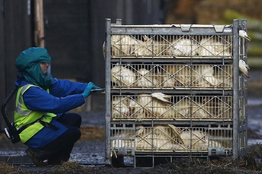 An official inspects a crate of ducks during a cull at a duck farm in Nafferton, northern England, on Nov 18, 2014.&nbsp;Ukraine has banned imports of all live birds and bird products from Britain, the Netherlands and Germany due to bird flu cases in