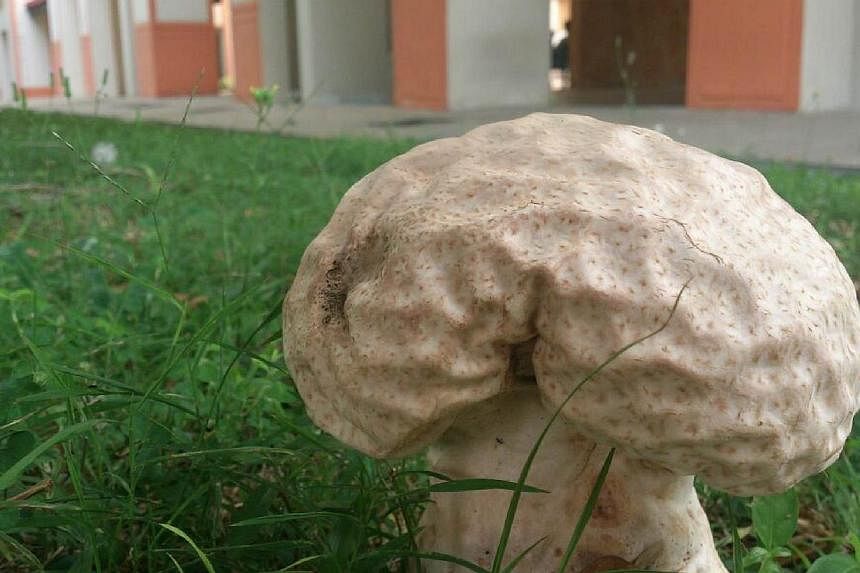 A giant puffball mushroom was found in a grass patch in Buangkok View housing estate in Hougang after recent heavy rain.&nbsp;-- PHOTO:&nbsp;&nbsp;LAU WING LUP