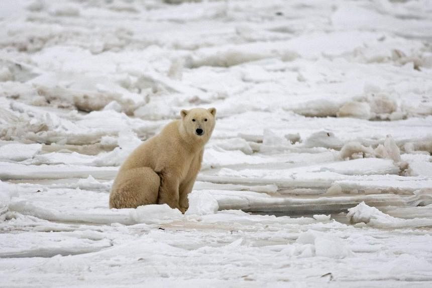 A polar bear sitting on the Hudson Bay fresh ice next to a hole in the ice and close to the shore waiting for a seal meal outside Churchill, Mantioba, Canada on Nov 15, 2007.&nbsp;The number of polar bears inhabiting a frozen sea north of Alaska decl