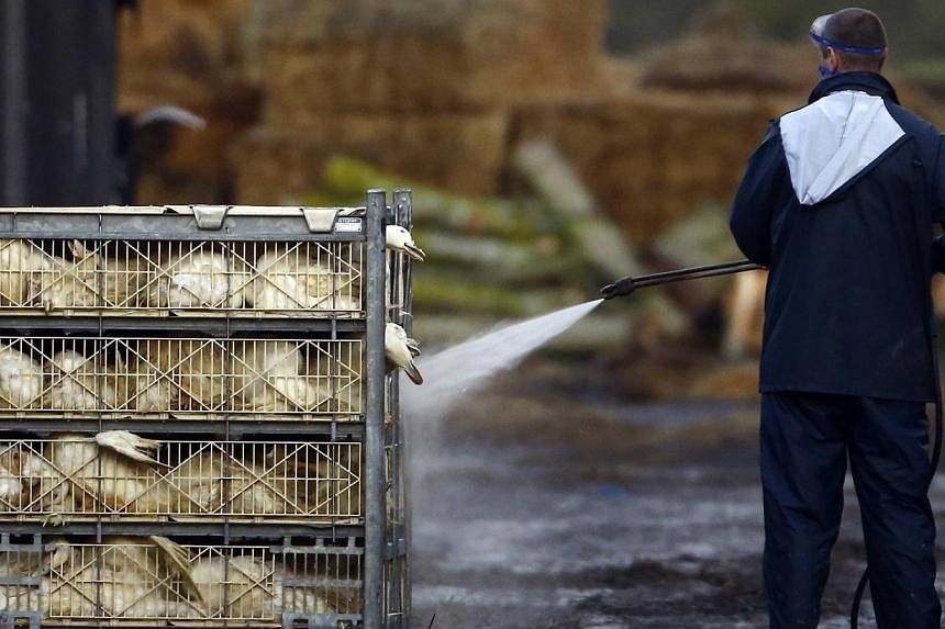 An official sprays ducks during a cull at a duck farm in Nafferton, northern England Nov 18, 2014.&nbsp;The World Health Organisation cautioned on Tuesday that a new kind of bird flu hitting European poultry farms would spread among birds, after Brit