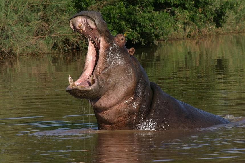 Twelve children and a villager have been confirmed dead after a hippopotamus attacked a boat near the Niger capital Niamey earlier this week, officials said Wednesday. -- PHOTO:&nbsp;GEORREY EU