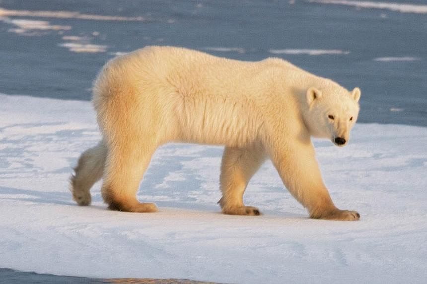 A polar bear walking on part of a frozen lake as the Hudson Bay freezes outside Churchill, Manitoba, Canada. According to a joint US-Canadian study published Nov 17, 2014, the number of polar bears in the southern Beaufort Sea experienced a sharp dec