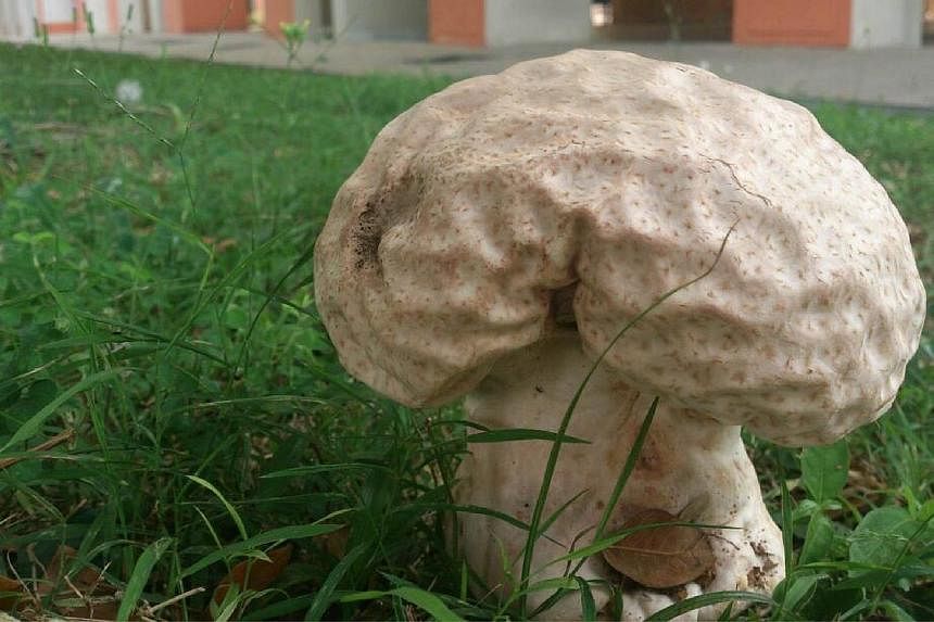 Nurse Lau Wing Lup, 30, spotted this giant puffball on Nov 14, 2014, on a grassy patch near a Buangkok View housing estate. -- PHOTO:&nbsp;LAU WING LUP