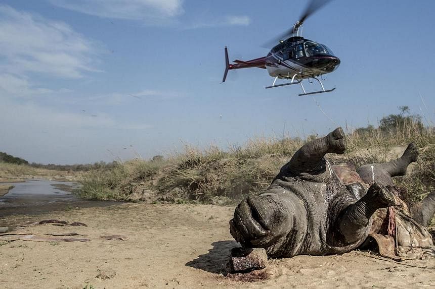 An helicopter takes off as the carcass of a poached and mutilated white rhino is seen laying on the banks of a river at Kruger National Park during a forensic investigation on Sept 12, 2014.&nbsp;A record 1,020 rhinos have been poached in South Afric