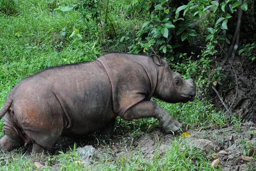 The Asean region's lowland rainforests are home to rare species like the Sumatran rhino. But the region also has a lack of effectively managed protected areas.