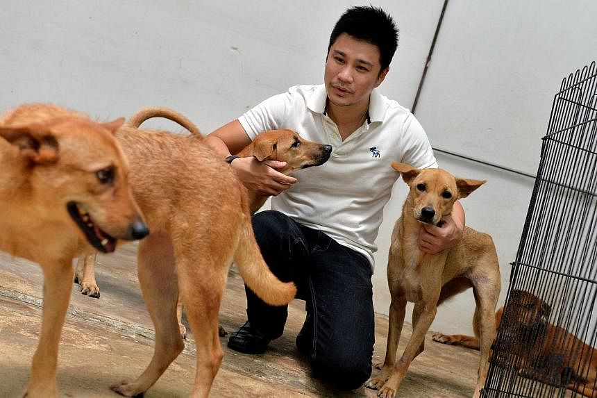 Dr Siew Tuck Wah, president of animal welfare group, Save Our Street Dogs (SOSD), with some of the rescued strays at the Pasir Ris shelter.&nbsp;Animal welfare groups need more financial support from businesses in order to deal with their high operat