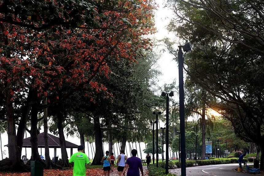 Autum in Singapore? Thanks to the change in weather, the leaves of some trees have turned to red and yellow. Photo taken on Nov 18, 2014 at East Coast Park, near carpark D. -- ST PHOTO: JAMIE KOH