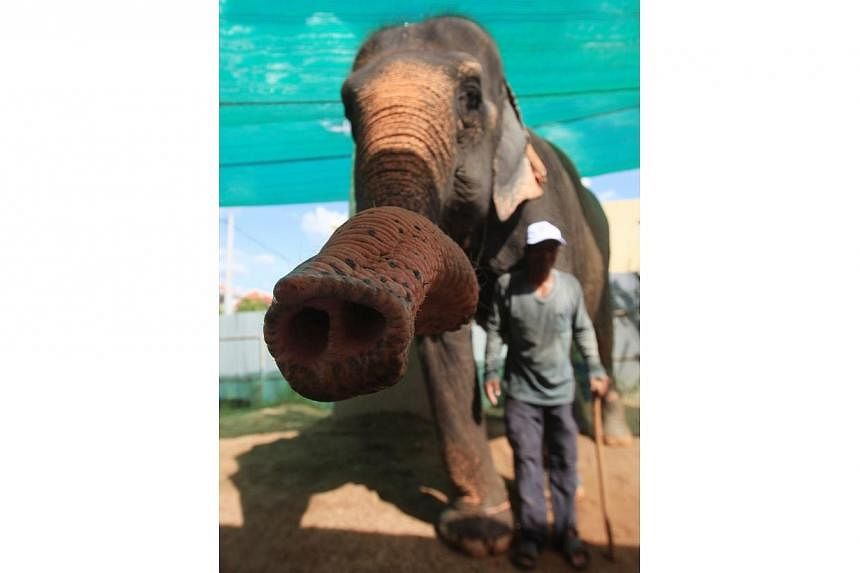 A mahout stands next to elephant Sambo during a farewell ceremony in Phnom Penh&nbsp;on Nov 25, 2014. -- PHOTO: REUTERS