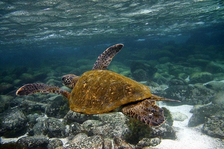 A Green sea turtle (Chelonia mydas) swims in the waters surrounding San Cristobal island, in Ecuador's Galapagos Archipelago, in the Pacific Ocean off the west coast of South America on Sept 1, 2009.&nbsp;Vietnam's environmental police have seized a 