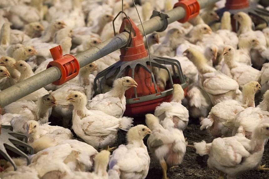 A six-month survey of chilled whole birds found that 18 per cent also tested positive at the highest level of contamination for campylobacter, the Food Standards Agency said. -- PHOTO: REUTERS