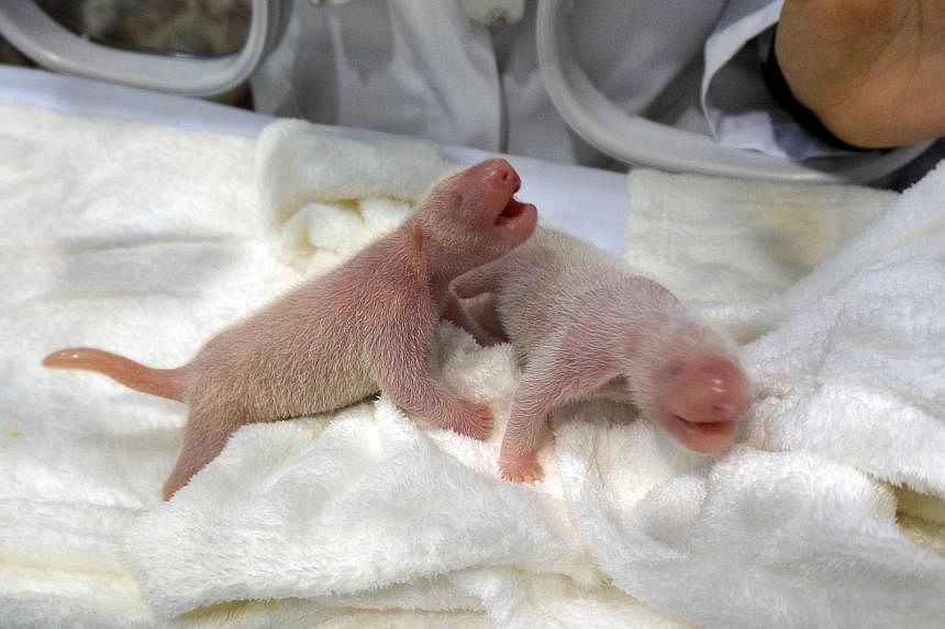 This handout picture taken by Wakayama Adventure World on Dec 3, 2014 shows twin giant panda babies, born at the Wakayama Adventure World zoo at Shirahama in Wakayama prefecture, western Japan. -- PHOTO: AFP