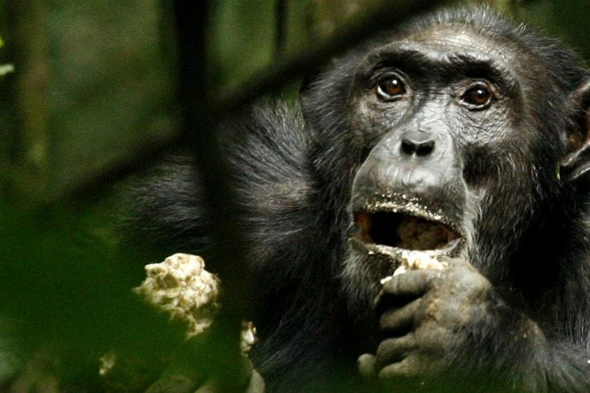 A dominant male chimpanzee is seen in Uganda in this 2006 file photo.&nbsp;In the first case of its kind, a New York appeals court has rejected an animal rights advocate's bid to extend "legal personhood" to chimpanzees, saying the primates are incap