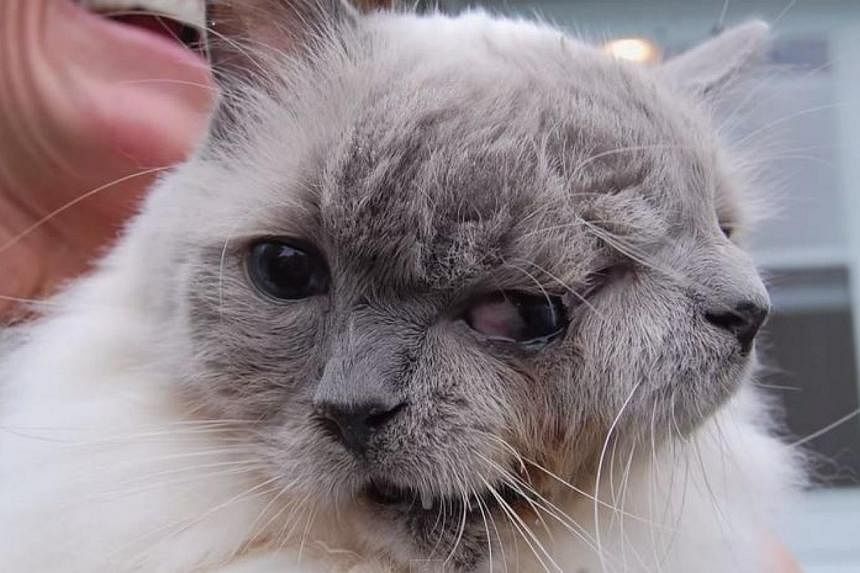 Frank and Louie, the world's oldest cat with two faces, has died at the age of 15 years on Thursday. -- PHOTO: TELEGRAM VIDEO/YOUTUBE