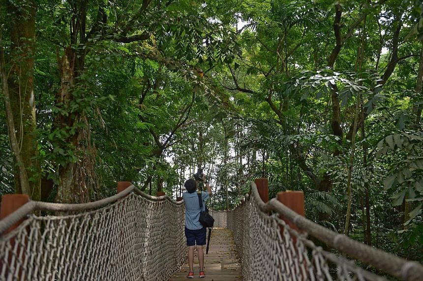 The mid-canopy walk at Sungei Buloh's new extension. -- ST PHOTO: JAMIE KOH