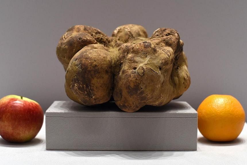 The world's largest white truffle (above) sold at auction Saturday for US$61,250 (S$81,000) - far less than the cool US$1 million its owner reportedly had hoped for. -- PHOTO: AFP
