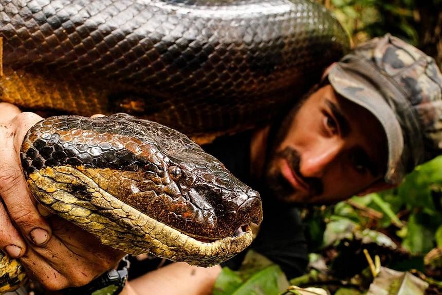 US naturalist Paul Rosolie with the anaconda who swallowed him alive. -- PHOTO:&nbsp;FACEBOOK/PAUL ROSOLIE