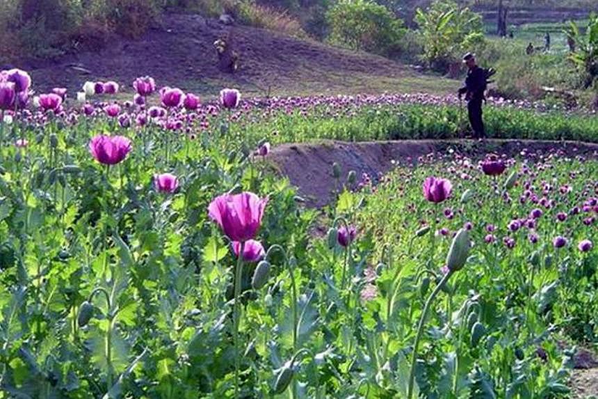 Opium production in Myanmar fell by nearly a quarter this year, the UN said Monday, but the world's second largest poppy grower still faces a growing battle against drug use. -- PHOTO:&nbsp;ONCB, THAILAND